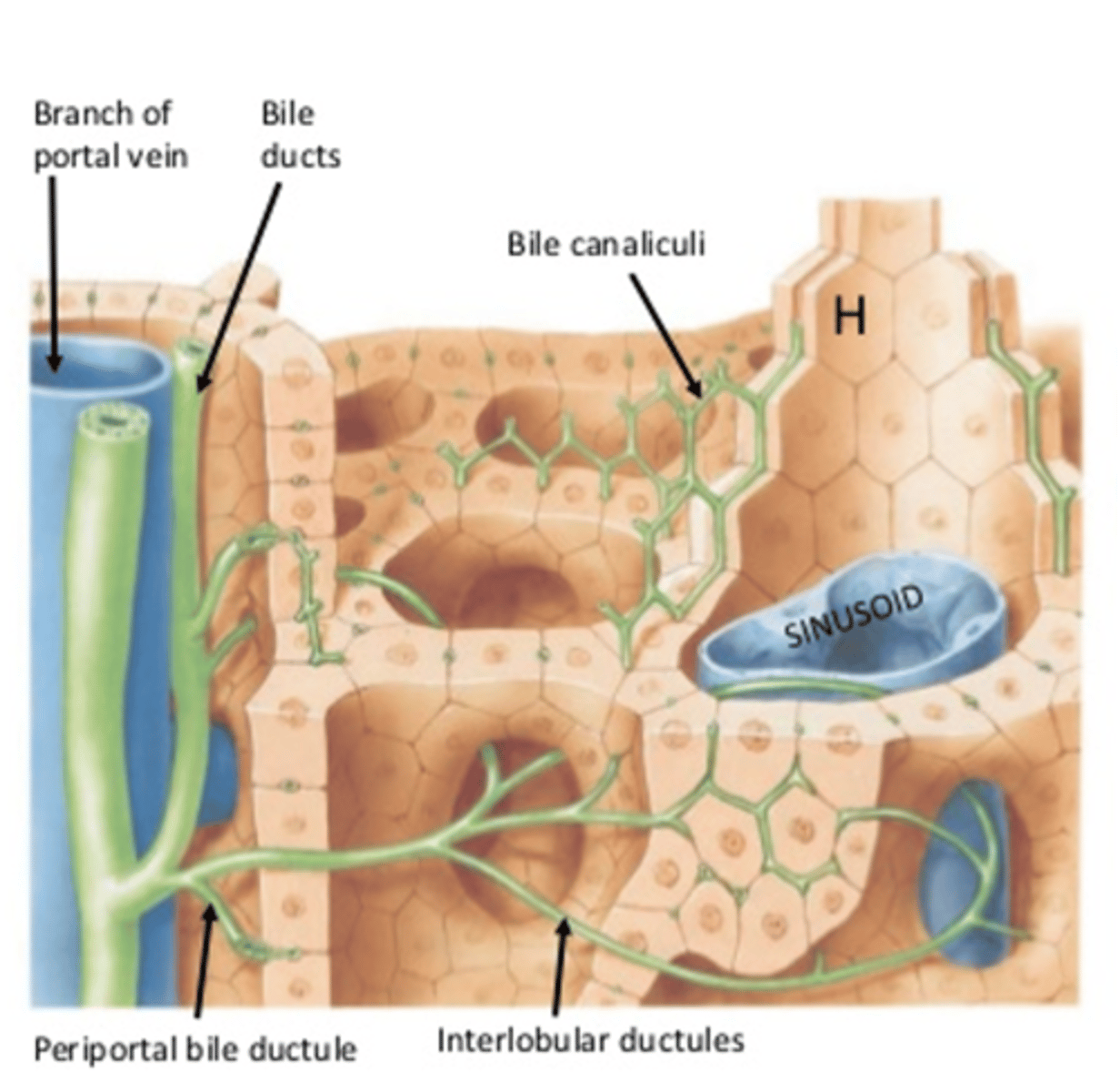 <p>Bile from hepatocytes is secreted into canaliculi &gt; combine to form bile ductules &gt; portal tracts &gt; common hepatic duct. </p>