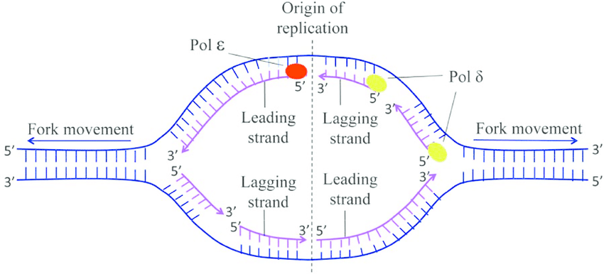 origin of DNA replication
