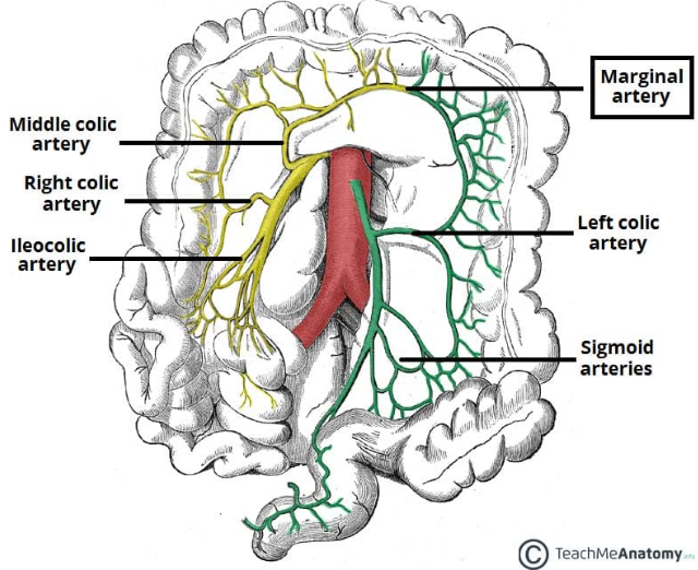 <p><strong>Marginal artery</strong></p><p><span><span>Straight vessels (vasa recta) arise from the artery to supply the colon</span></span></p><p><span><span>formed by the union of several branches; the</span><strong><span> ileocolic, right colic and middle colic </span></strong><span>of the SMA and </span><strong><span>left colic and sigmoid branches </span></strong><span>of the IMA.</span></span></p>