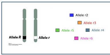 <p>Multi-allelic traits</p>