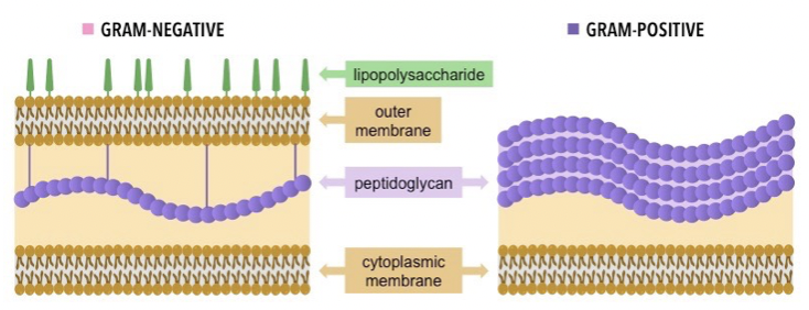 Gram positive bacteria have a thick layer of peptidoglycan and only 1 phospholipid membrane

Gram negative bacteria have a thin layer of peptidoglycan, 2 phospholipid membranes and have lipopolysaccharide on their surface

Peptidoglycan soaks up the crystal violet stain. In Gram - bacteria, the alcohol washes away the stain leaving the pink appearance whilst the gram + is too thick so the purple stain remains 