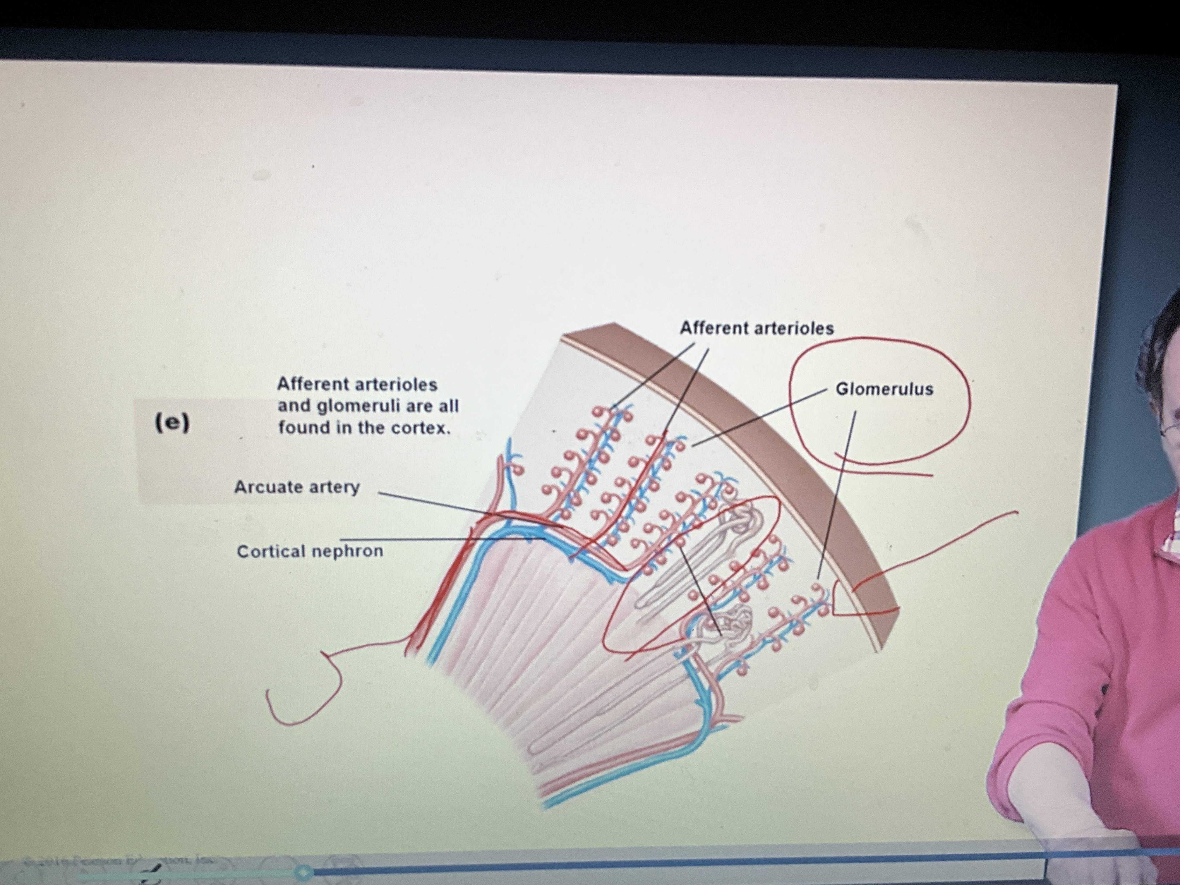 <ul><li><p>increasing complexity from middle outwards</p></li><li><p>filtration takes place along perimeter of kidneys inside </p></li></ul><p></p>