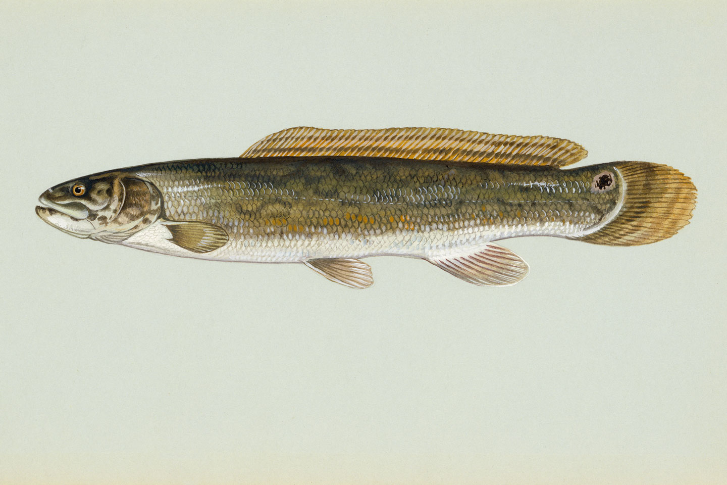 <p>Bowfin</p>