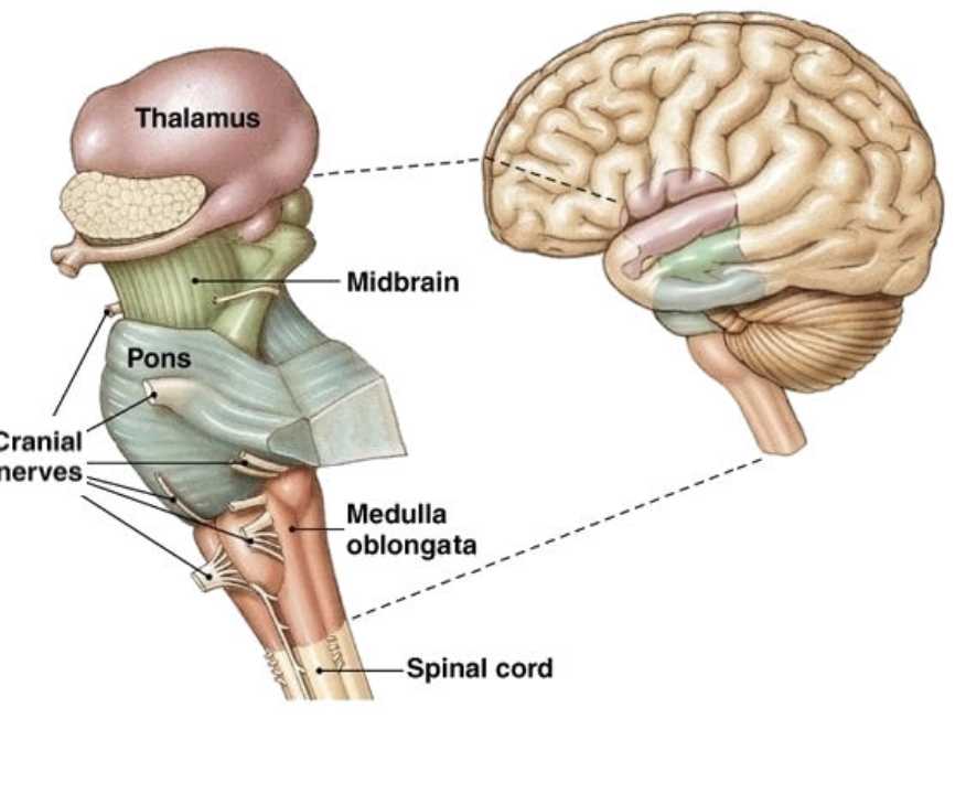 <p><span style="background-color: transparent; font-family: "Gill Sans", sans-serif;">Responsible for basic life-sustaining functions such as breathing, heart rate, and sleep-wake cycles.</span></p>