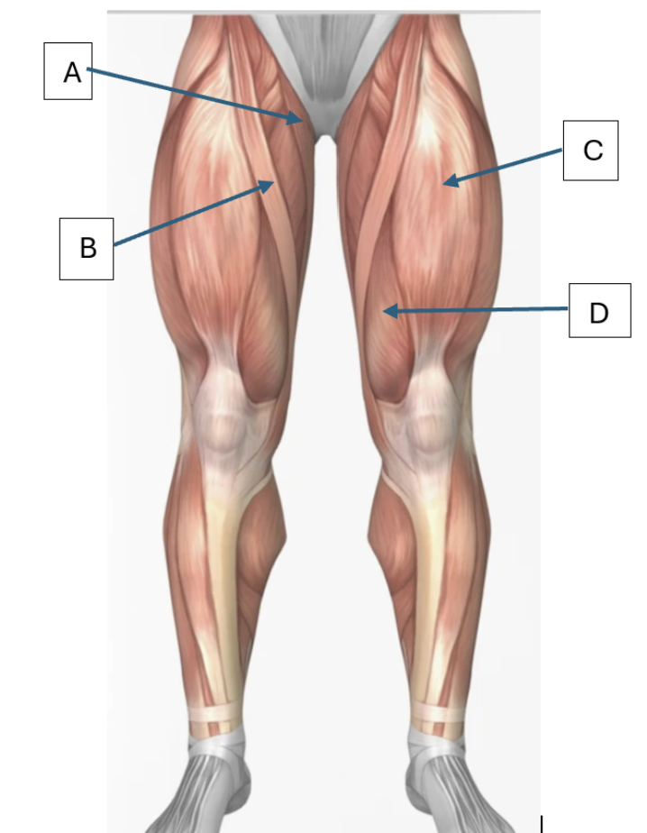 <p>Match the letter to the muscle below: <span><span>Rectus femoris, Sartorius, Vastus medialis, Gracilis</span></span></p>