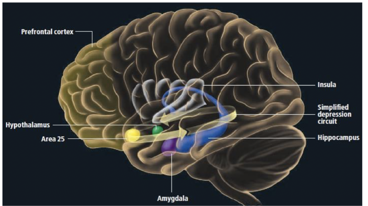 <p>Studier visar att inflammation föregår depression, tex CRP markör. Kretsar i hjärna vid depression involverar area 25 (area subgenualis), hippocampus, insula, amygdala, hypothalamus och PFC. </p>