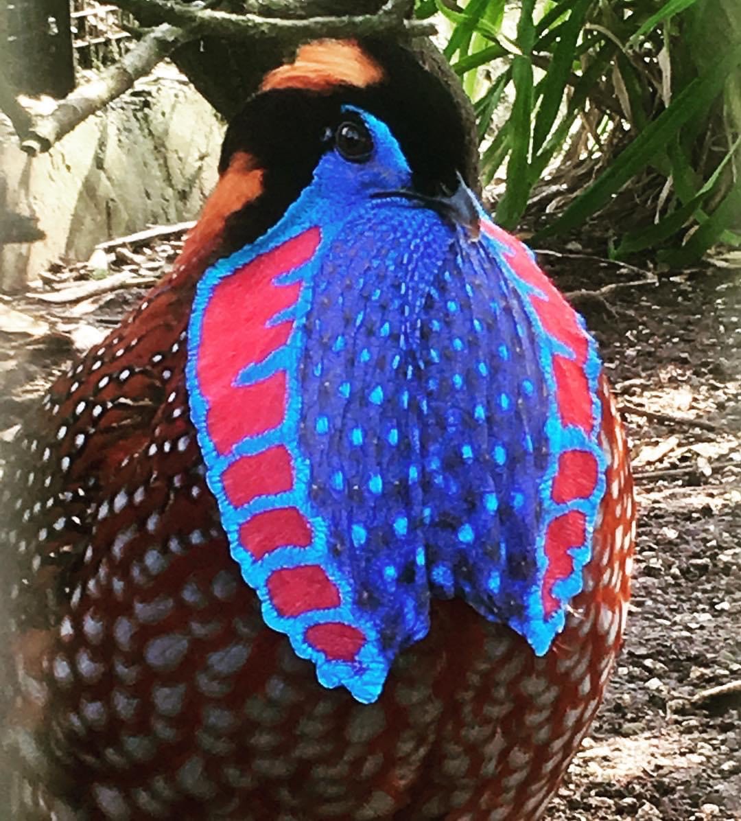<p>Family: Phasianidae</p><p>Status: LC</p>