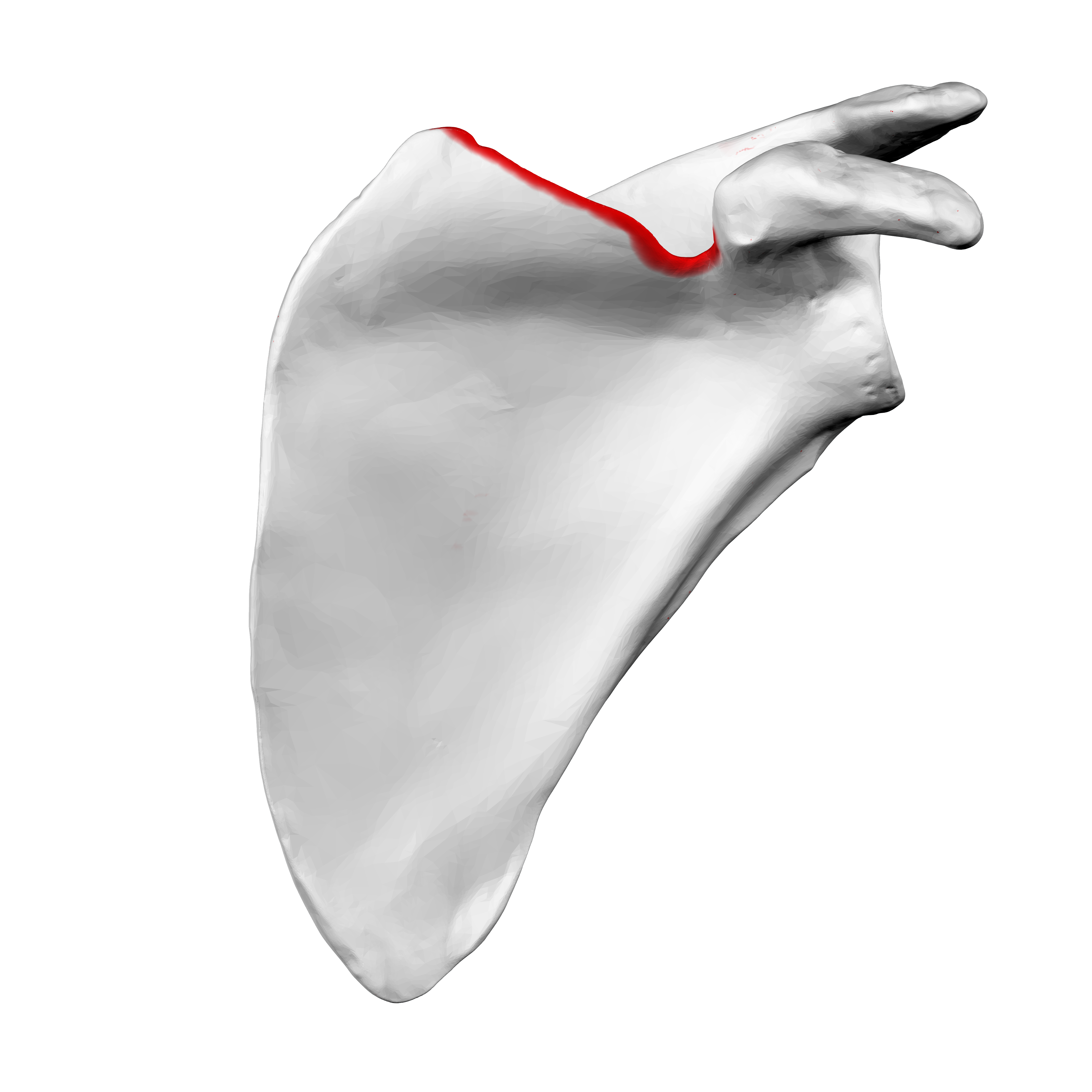 <p>(left scapula)</p>