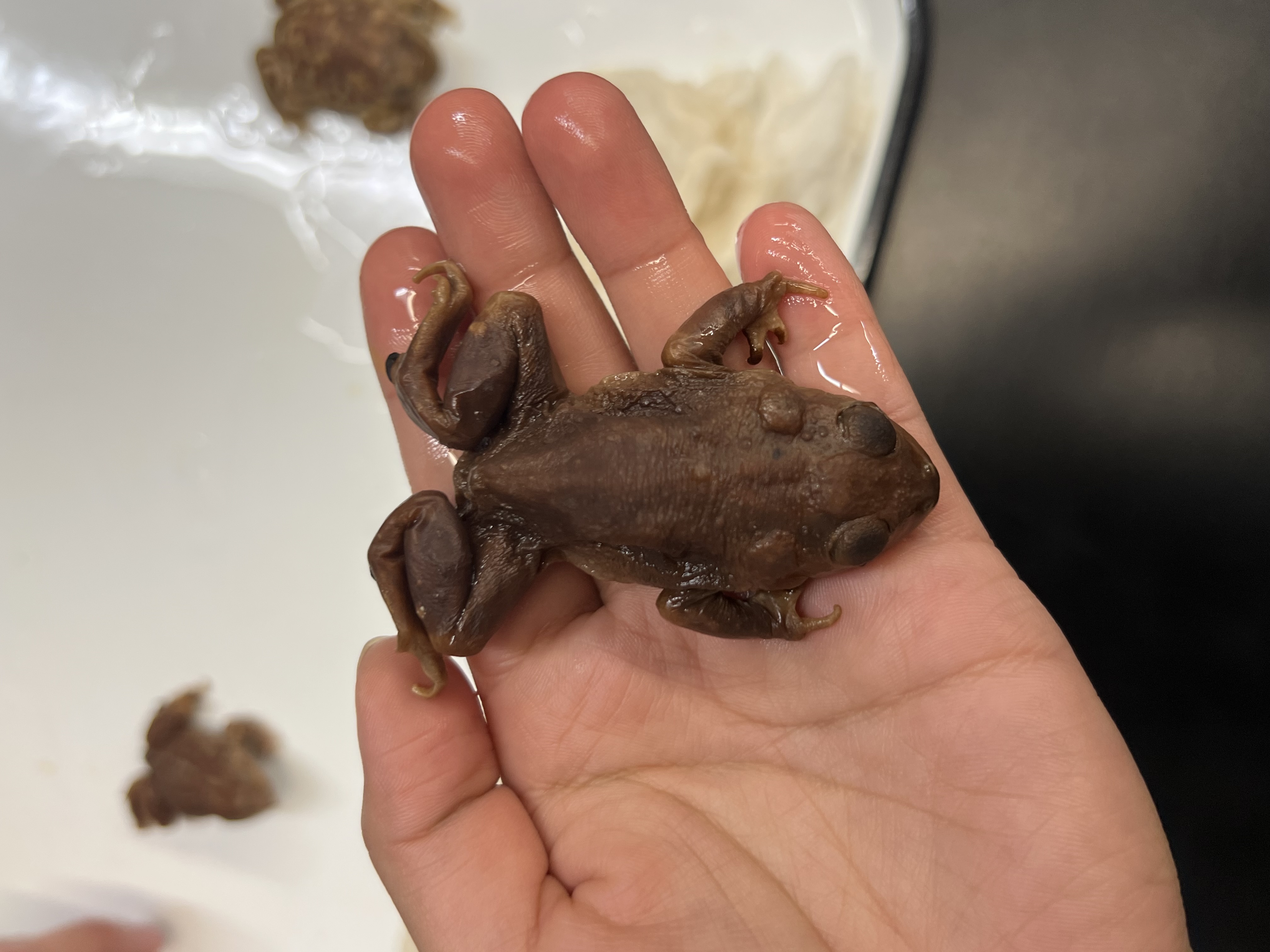 <p>What’s the <strong>family</strong> name?</p>