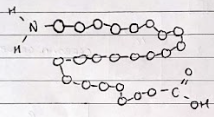 <p>The linear sequence of amino acids that make up a polypeptide chain.</p>