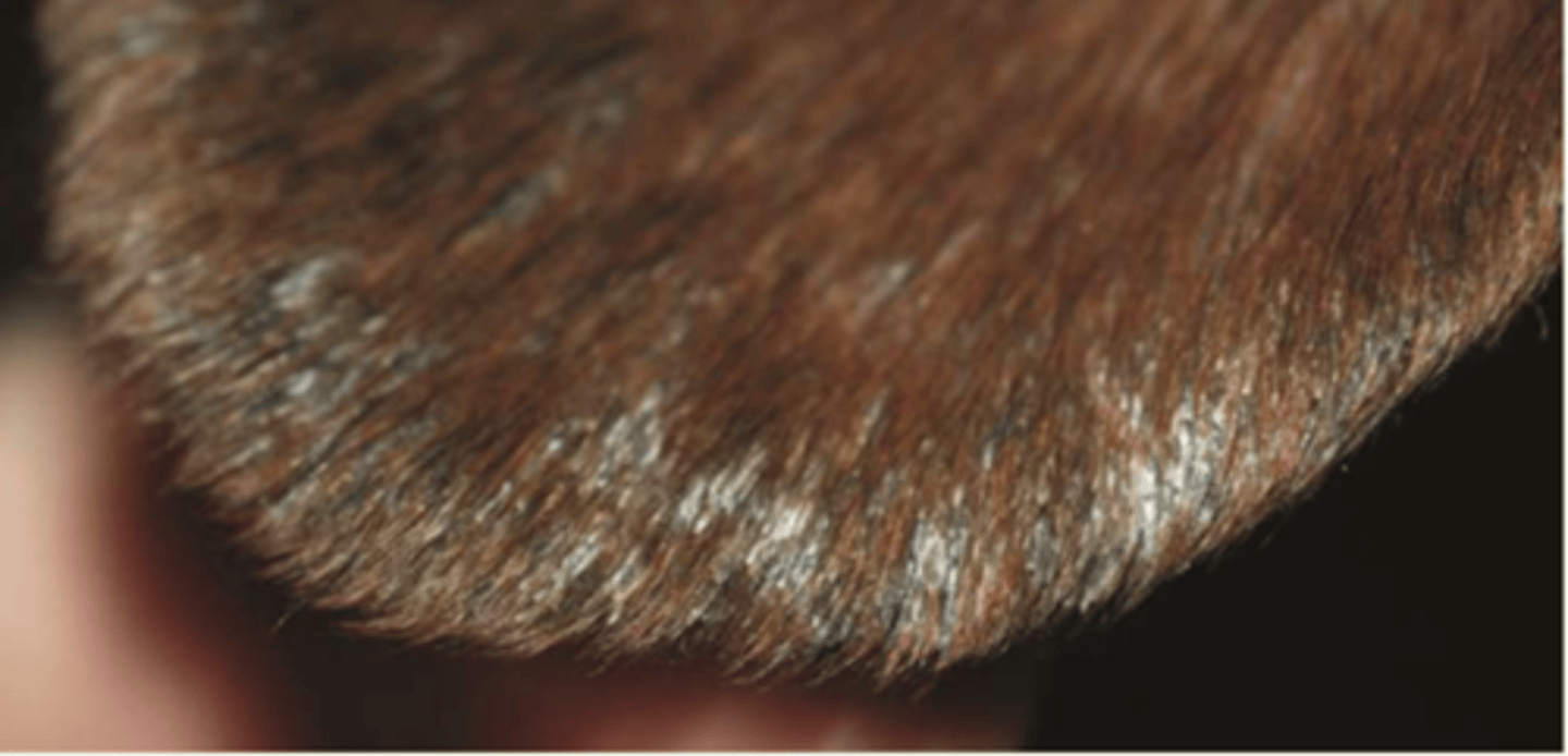 <p>¿lesión?</p><p>¿primaria o secundaria?</p>