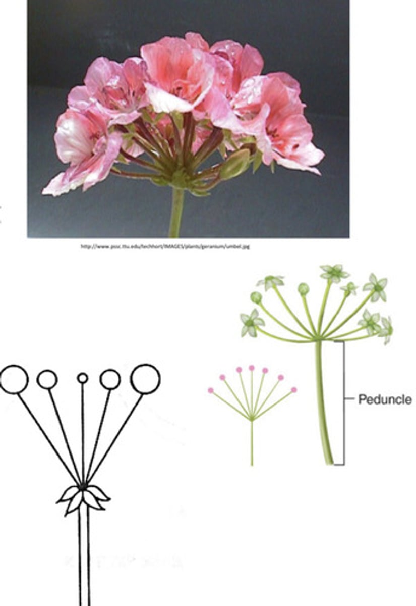 <p>Inflorescence consisting of several flowers on pedicels which originate in a whorl from a main stalk (peduncle)- also called simple umbel</p>