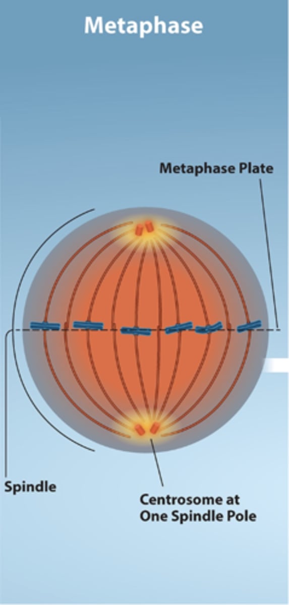 <p>- Third step of mitosis</p><p>- One sister chromatid is attached on one pole and the other sister chromatid is attached to the other pole</p><p>- Chromosomes line up along the metaphase plate or the middle of the cell</p><p>- Sister chromatids remain attached by cohesin proteins</p>
