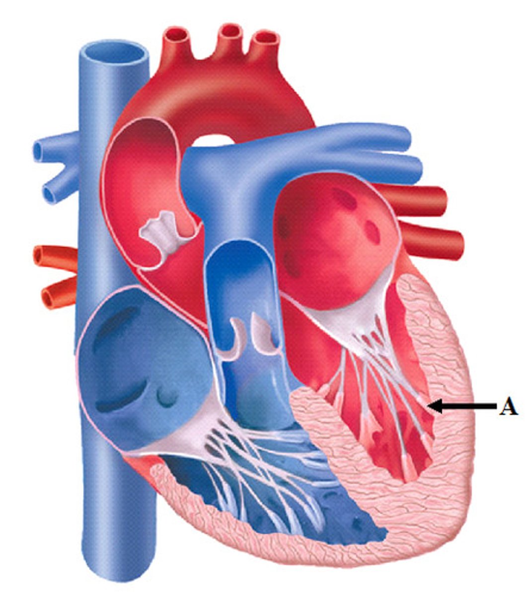 <p>prevent backflow of blood</p>