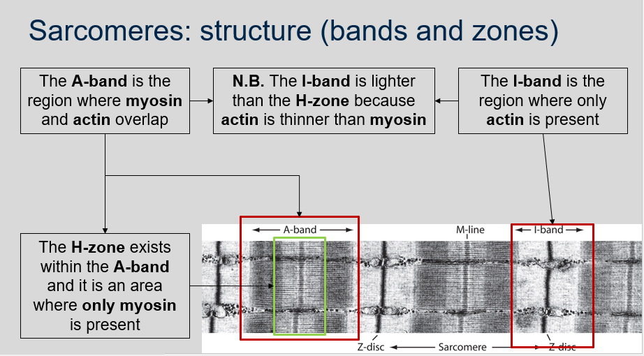 <ol><li><p>The H-zone exists within the A-band in sarcomeres.</p></li><li><p>The H-zone is an area where only myosin filaments are present.</p></li><li><p>The A-band is the region where myosin and actin filaments overlap in sarcomeres.</p></li><li><p>The I-band is lighter than the H-zone in sarcomeres because actin filaments are thinner than myosin filaments, resulting in less density.</p></li><li><p>The I-band is the region where only actin filaments are present in sarcomeres.</p></li></ol>