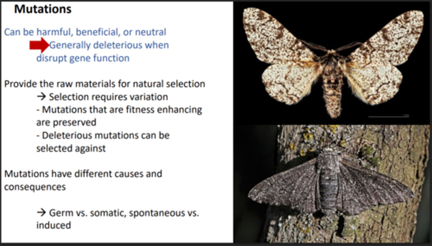 <p>Natural selection requires variation,</p><p> A mutation provides this variation.</p><p> Beneficial mutations are kept while deleterious mutations are selected against.</p>