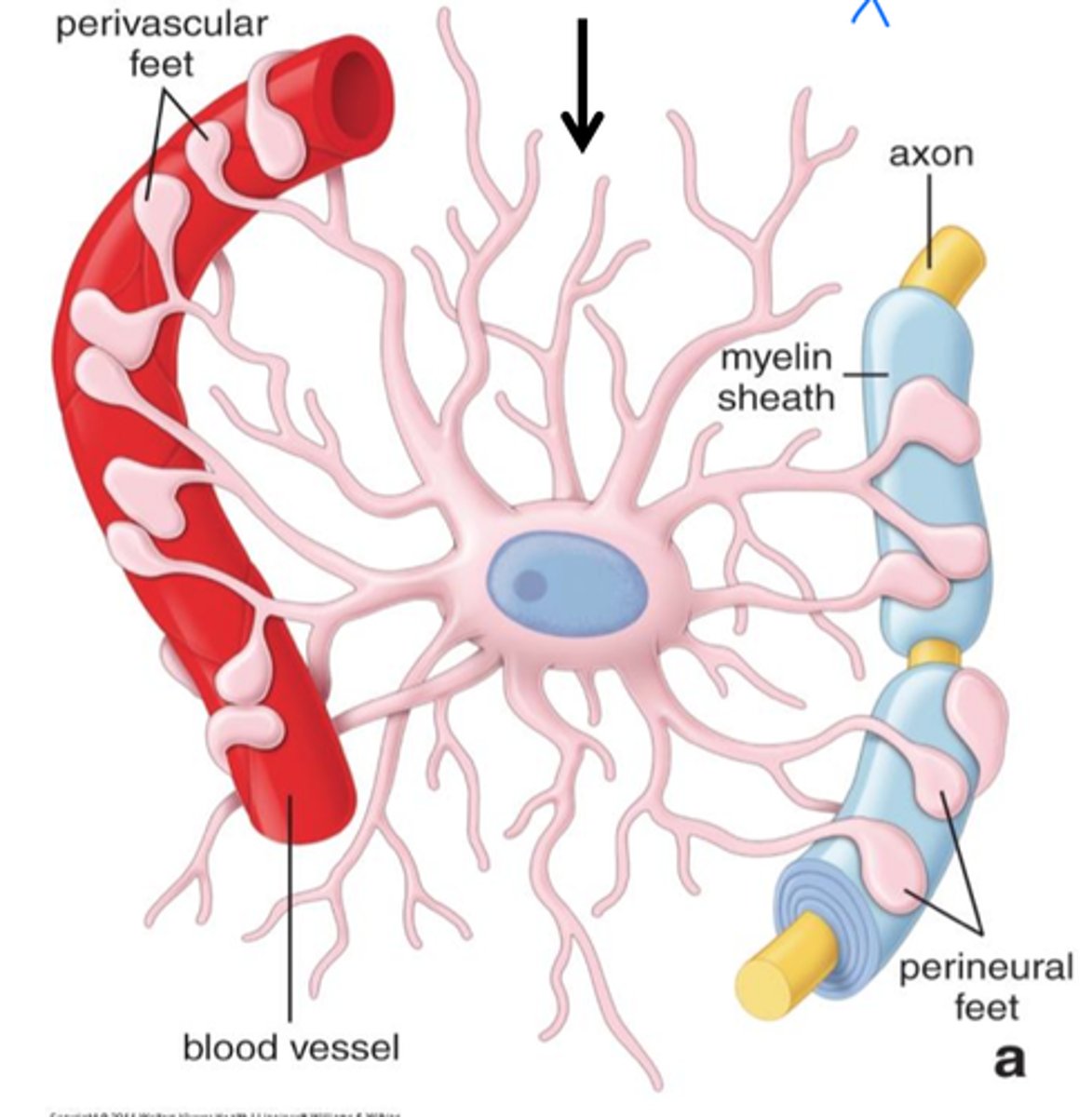 <p>(D) Proteins</p><p>The blood-brain barrier will allow small molecules such as sugars and ions to pass through while preventing larger molecules such as proteins from entering the brain.</p>