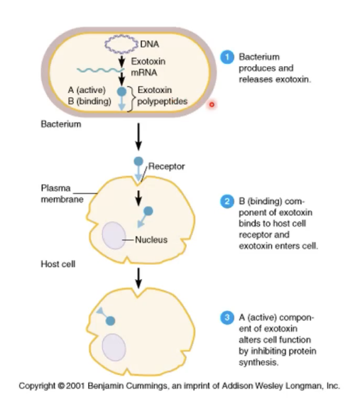 <ul><li><p>Living bacteria</p></li><li><p><span>Damage and kill cells directly </span>Cytotoxins (diphtheria and erythrogenic)</p></li></ul><p></p>