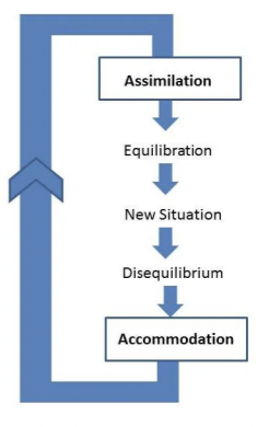 <p> Piaget suggested schemas develop through the process of adaptation and identified two main processes:</p><ul><li><p>assimilation - applying an existing schema to a new situation or object. this means that when you are faced with new information, you make sense of this information by referring to information you already have and try to fit the new information into the information you already have</p></li><li><p>accommodation - involves forming a new schema distinct from the existing schema. this happens because the existing schemas has to change because incoming information conflicts with what is already known&nbsp;</p></li><li><p>equilibration and disequilibrium - according to Piaget, the driving force behind adaptation is the principle of equilibration. this is where there is a mental balance between what is already known and incoming information. equilibrium occurs when a child’s schemas can deal with the most information through assimilation. however, an unpleasant state of disequilibrium occurs when new information cannot be fitted into existing schemas (assimilation). equilibration is the force which drives the learning process as we do not like to be frustrated and will feel to restore balance by mastering the new challenge (accommodation)</p></li></ul><p></p>
