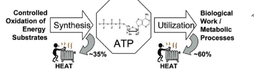 <ul><li><p>is a byproduct of all metabolic processes, and moves down a gradient</p></li><li><p>important for core body temp in endotherms</p></li><li><p>created by both ATP production and use</p></li><li><p>heat loss is important to maintain body temp!!</p></li></ul><p></p>