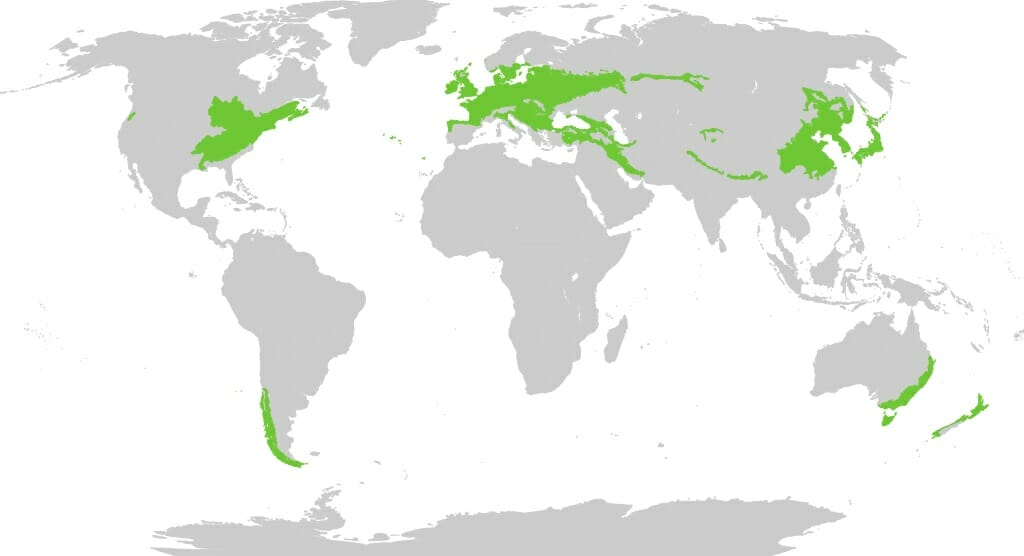 <p>Mid Latitudes</p><p>And in the US the Eastern side and only a little bit in South America also western Europe</p>