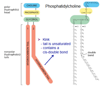 <p>Many types of phospholipids</p><p>Hydrophilic head:</p><ol><li><p>Different groups</p></li><li><p>Phosphate</p></li><li><p>Glycerol</p></li></ol><p>Hydrocarbon tail</p><ul><li><p>length: <span style="color: rgb(183, 255, 126);">14-24</span></p></li><li><p>saturated/unsaturated</p></li><li><p>cis double bond leads to kink</p></li></ul><p></p>