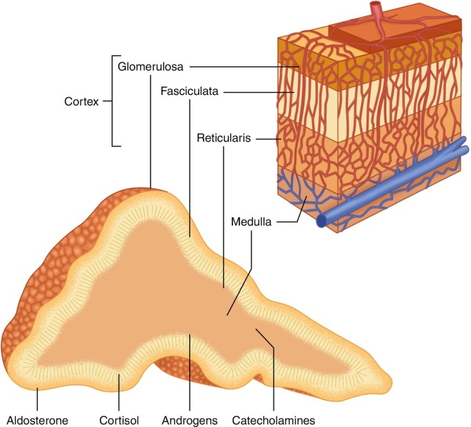 Anatomy of the adrenal gland