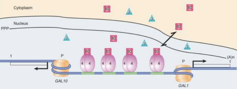 <ul><li><p>GAL1/10 genes are positively regulated by the activator Gal4 protein</p></li><li><p>GAL1/10 genes are negatively regulated by a noncoding RNA synthesized from a cryptic promoter that controls chromatin structure.</p></li></ul>