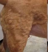 <p>Chemical released in response to allergens that causes itching (Pruritus)</p>