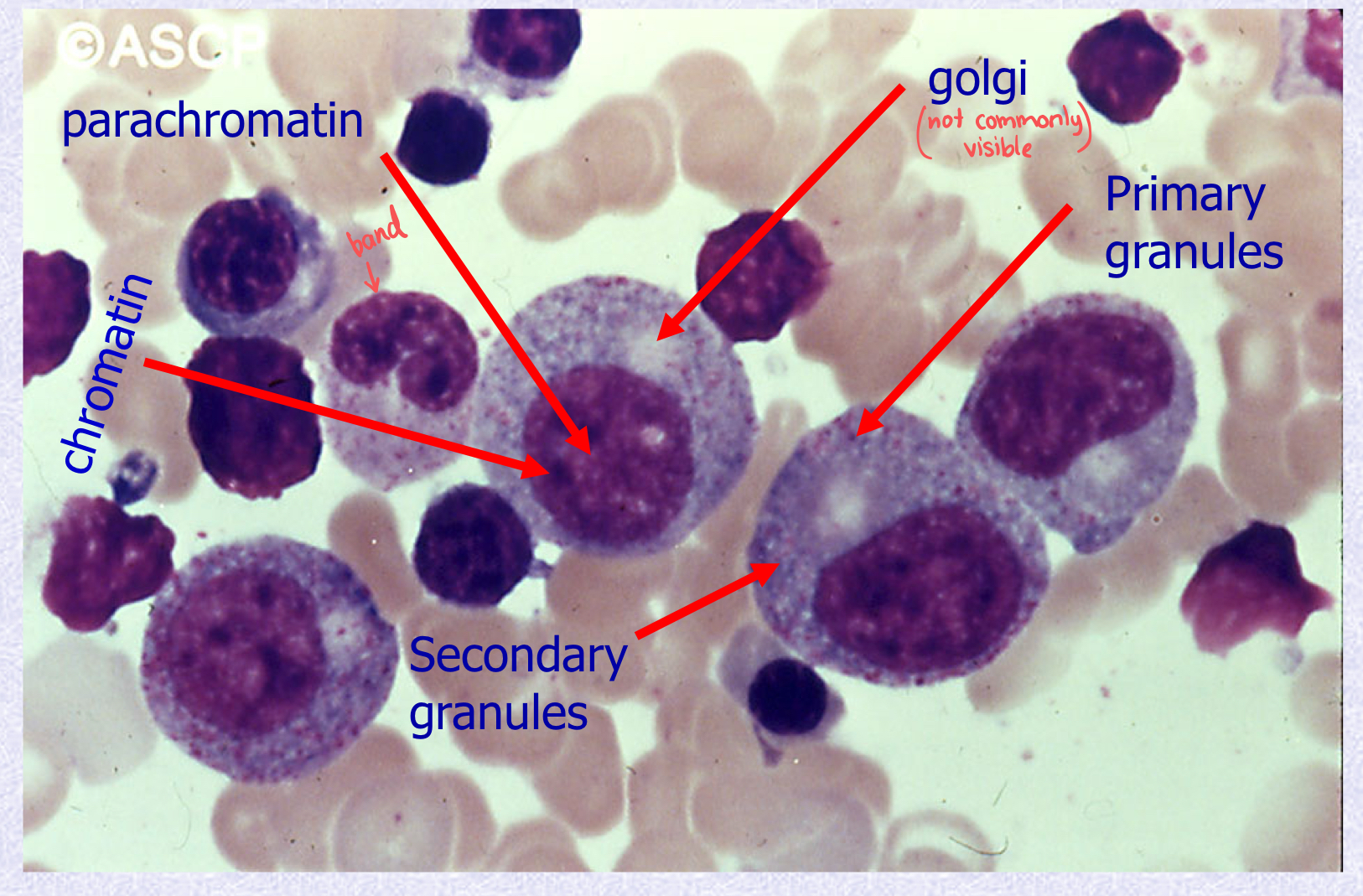 <p>What stage of Neutrophil Maturation is shown?</p>