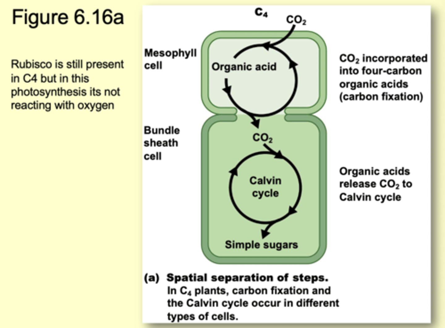 <p>O2 produced in light reactions in mesophyll cells and rubisco perform carboxylation in bundle sheath cells</p>