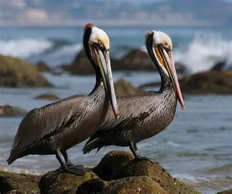<p>Brown Pelican </p><ul><li><p>few thousand pairs - residents </p></li><li><p>more commonly observed birds around boats </p></li><li><p>feeds by plunge diving in shallow water</p><ul><li><p>drain water from large throat pouch, swallowing any fish that remains </p></li></ul></li><li><p>excellent fliers </p></li><li><p>beginning of the breeding season, adults have white and chestnut brown markings on their heads and necks </p><ul><li><p>often with a tinge of yellow at the top </p></li></ul></li><li><p>typically nest in mangroves or other coastal plants like the saltbush </p></li><li><p>breeding occurs throughout the year</p></li></ul><p></p>