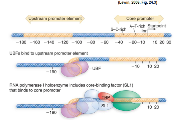 <p>makes rRNA 45S precursor (13 000 nucleotide polymer) → 18S, 5.8S, 28S rRNAs</p><p>uses only 1 type of promoter: core promoter + upstream promoter element (UPE) where the efficiency of the core promoter is increased by UPE</p><ul><li><p>upstream binding factor (UBF) and selectivity factor 1 are ancillary factors needed for high-frequency initiation bind to UPE (increases promoter affinity and strength)</p></li><li><p>RNAP I holoenzyme binds to UBF-SL1 complex at core promoter</p></li><li><p>2 UBFs bind to minor groove of G:C rich element in UPE and DNA turns to bring UPE and core promoter closer together</p><ul><li><p>lets UBF stimulate binding of SL1 part of a complex → TBP + 3 RNAP I specific TBP-associated factors</p></li><li><p>TBP is a component of positioning factors needed for initiation by RNAP II and III </p></li></ul></li></ul><p></p>