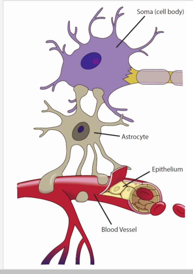 <p>-most common glial cell</p><p>-form blood brain barrier</p><p>-structural support</p><p>-assist neuronal development</p><p>-occupy space of dying neurons</p><p>-regulate tissue fluid composition (ex. can regulate [K+])</p>