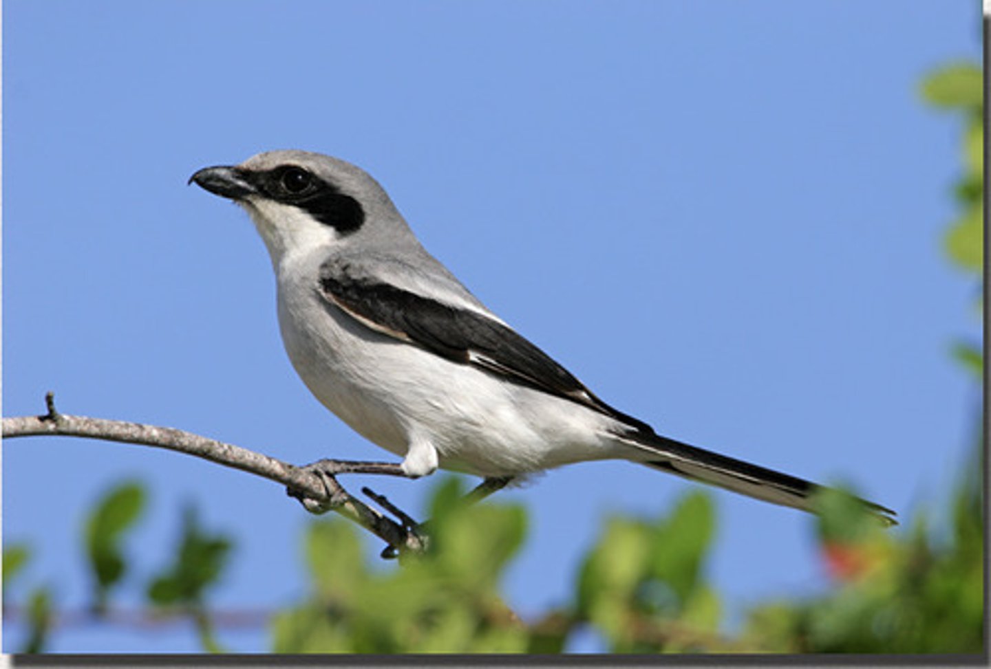 <p>predatory passerine, impales prey on thorns or barbed wire</p><p>Grasslands, desert scrub, agricultural fields</p>