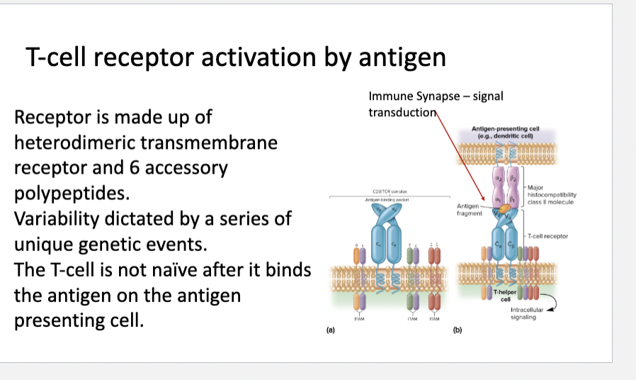 <p><span><span>T-cell receptor activation by antigen</span></span></p>