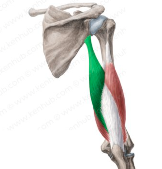 <p>Shoulder Joint Muscle Name:</p>