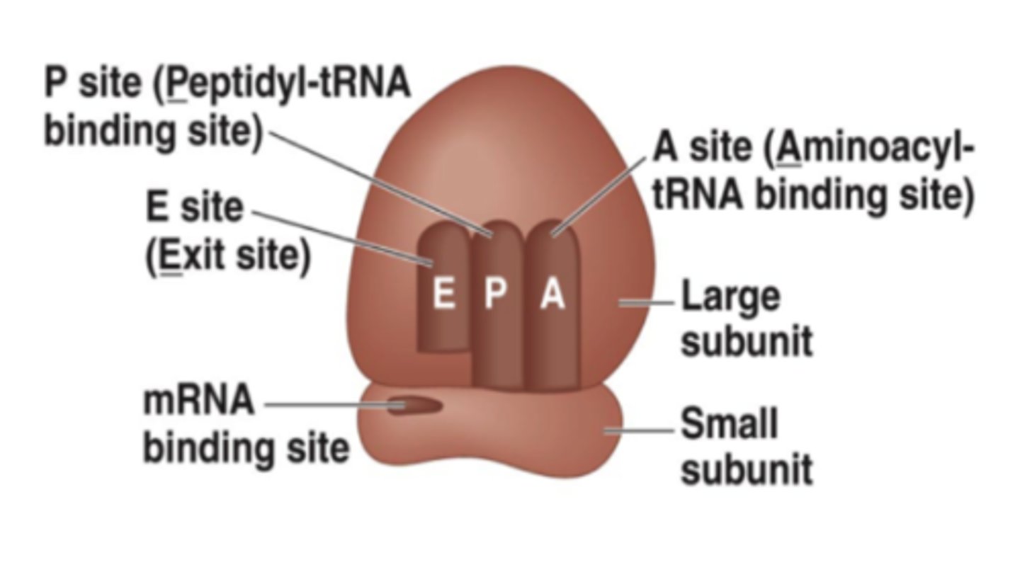 <p>Small structures made up of several ribosomal RNA (rRNA) molecules that are made in the nucleolus and can be found in the cytoplasm or on the rough endoplasmic reticulum; consist of one small and one large subunit; site of protein synthesis</p>