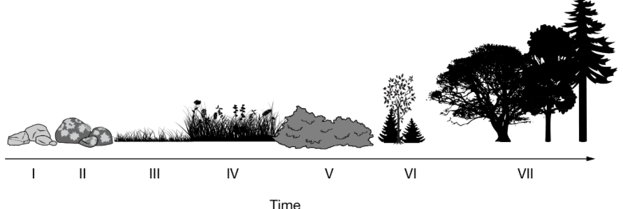 <p>The diagram below shows the change in an ecosystem over time.Which of the following best identifies and describes the process that is illustrated in the diagram above?</p>