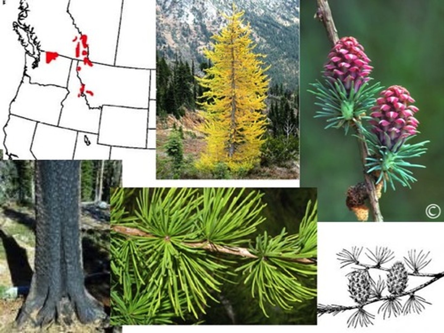 <p>- needles: deciduous</p><p>- twigs: very hairy, short shoots plentiful</p><p>- cones: have a black bract scale with brown stripe, shorter, wider.</p>