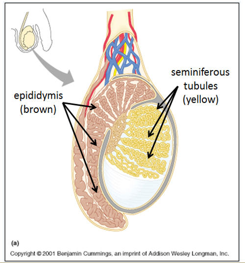 <p>In the <strong>seminiferous tubules</strong> of the testes.</p>