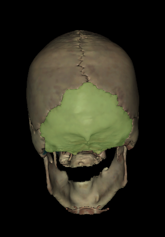 The back/base of the skull