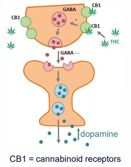 <p>Mechanism of action of marijuana</p>