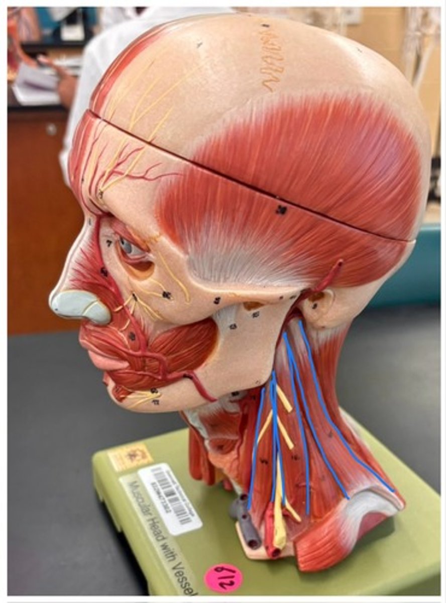 knowt flashcard image