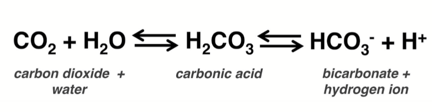 <p>It converts water and carbon dioxide to bicarbonate and hydrogen ion and vice versa</p>