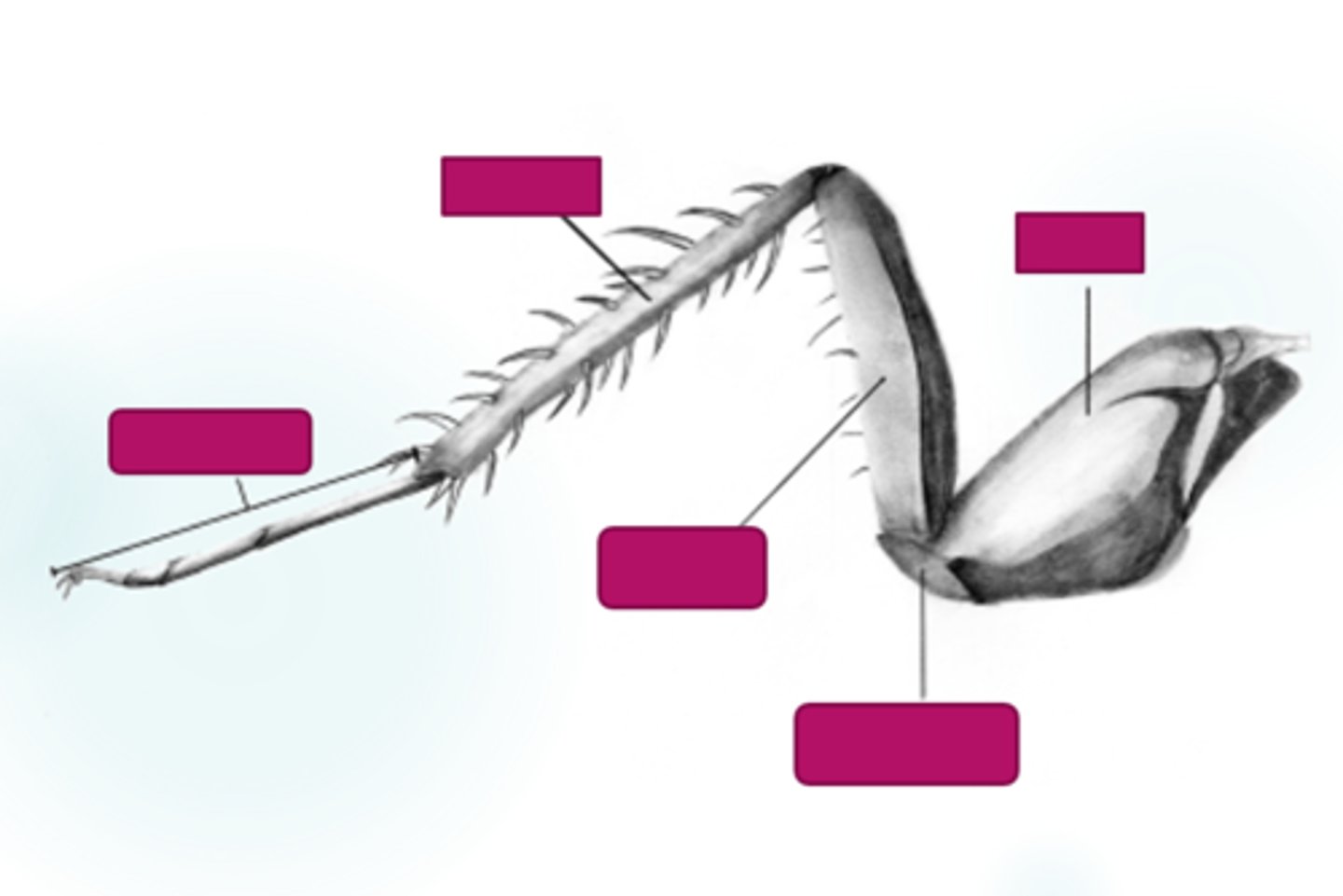 <p>From base of body: coxa, trochanter, femur, tibia, tarsus</p>