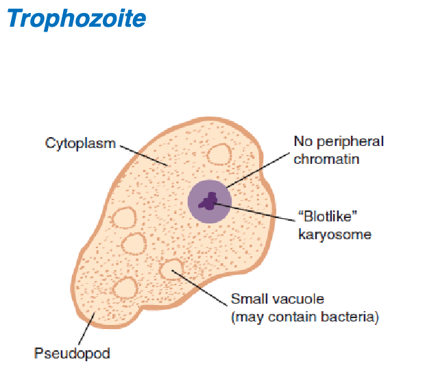 <ol><li><p>blotlike </p></li><li><p>none</p></li><li><p>1</p></li><li><p>granulated, bacteria </p></li><li><p>blunt</p></li><li><p>sluggish</p></li></ol><p></p>