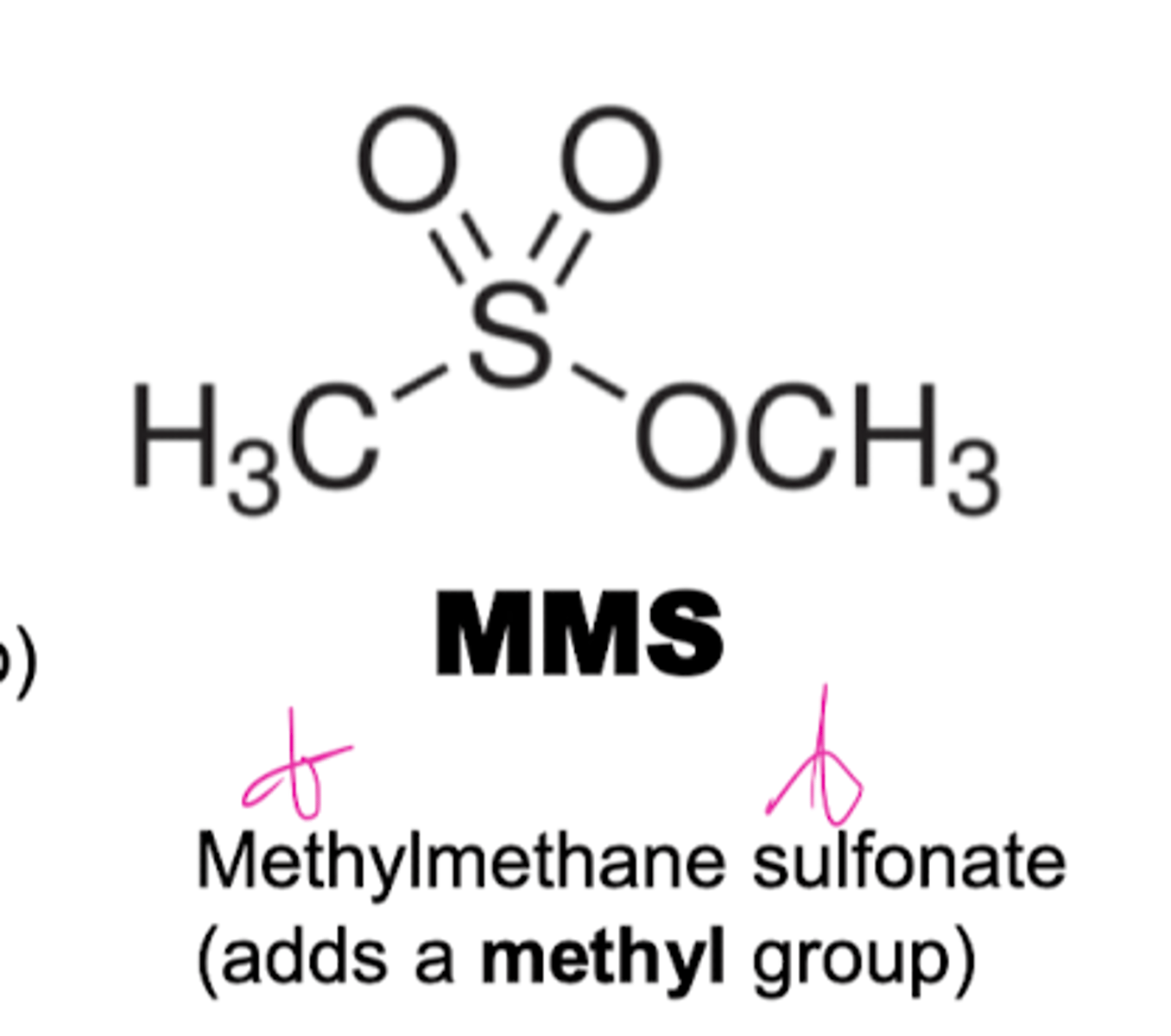 <p>ntroduces alkyl groups onto bases.</p>