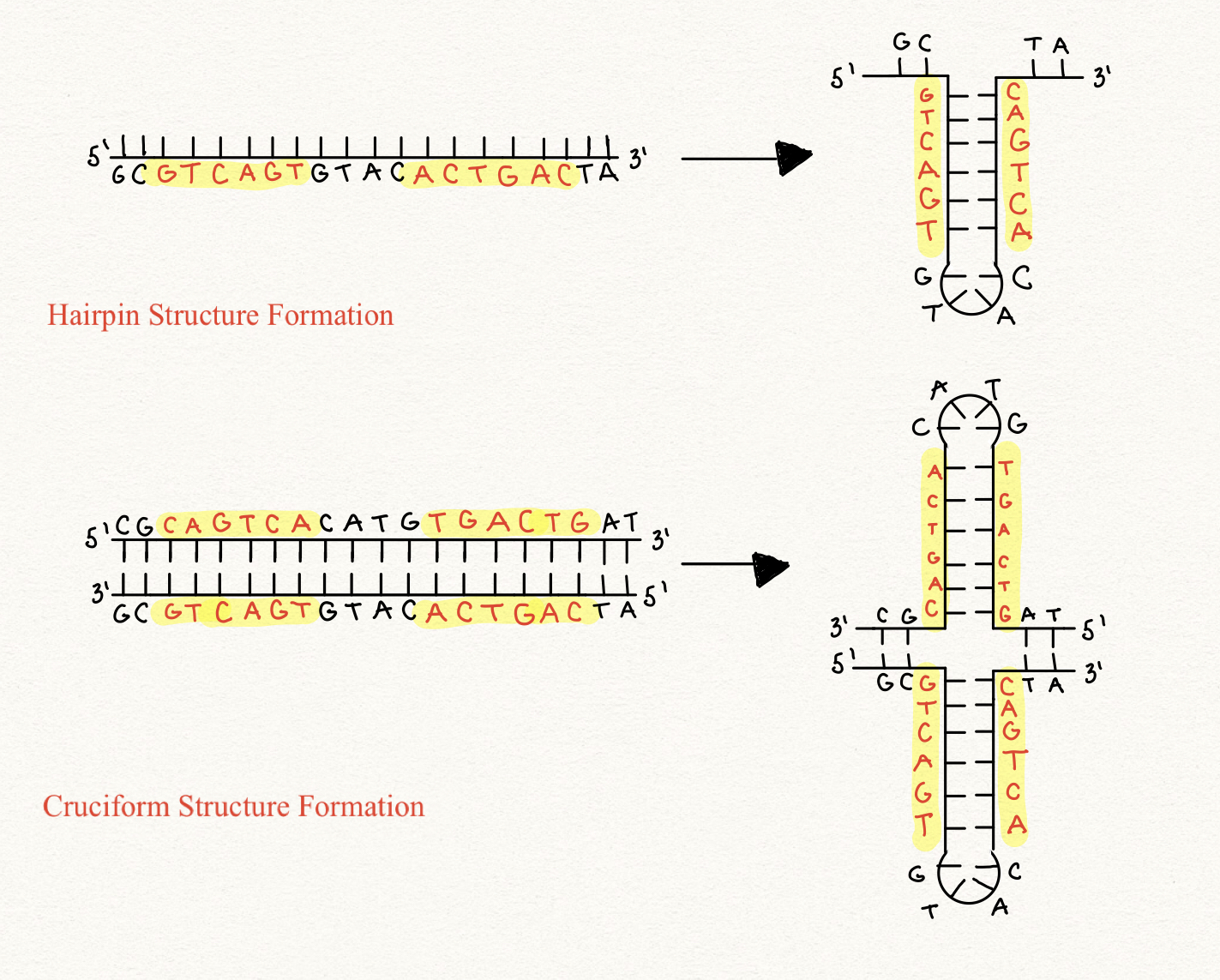 <p>form from inverted repeats. DNA folds back on itself.</p>