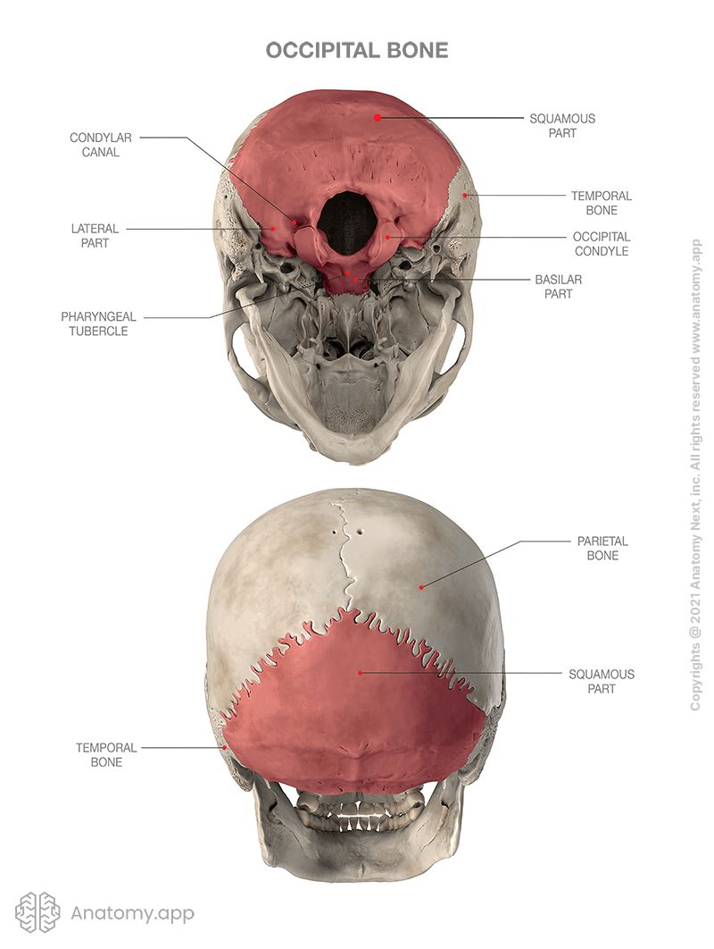 <p>Forms Posterior part and base of cranium</p><p>Foramen Magnum: Passage for spinal cord, arteries</p><p>Occipital Condyles: Form joint with atlas</p><p>External occipital protuberance: For attachment of ligaments</p><p>Superior and inferior nuchal Lines: Muscle attachment</p><p>Cerebral and cerebellar fossae: Accommodation for brain</p>